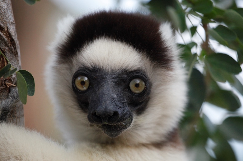 sifaka face